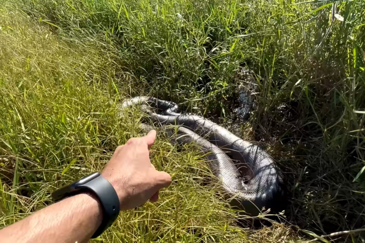 Vídeo: brasileiros podem ter achado a maior sucuri do mundo em MG
