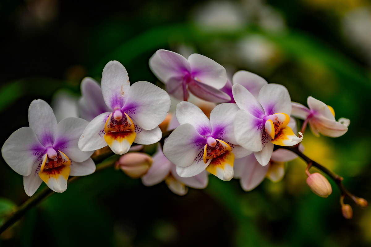 Orquídea como cultivar e fazer a planta durar por anos