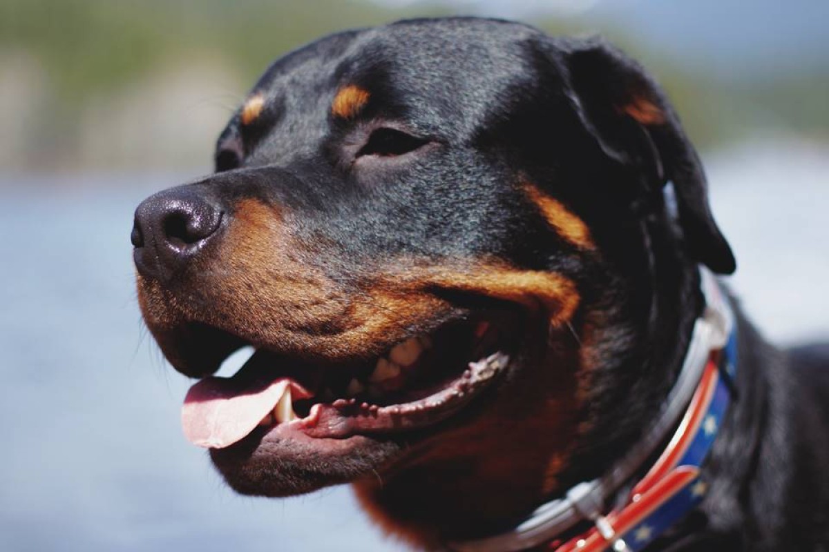 Mulher de 73 anos é atacada por rottweilers e perde as duas orelhas em SP