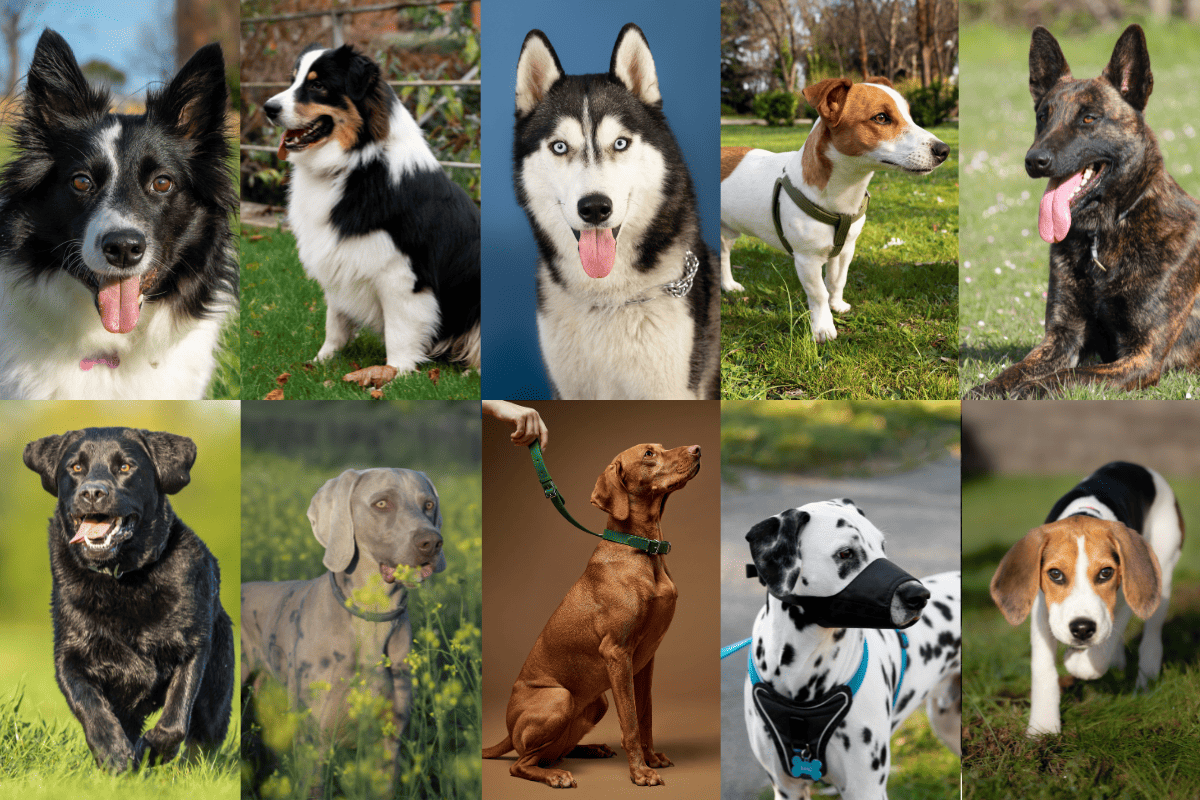 Imagem com as 10 raças de cachorros mais agitados