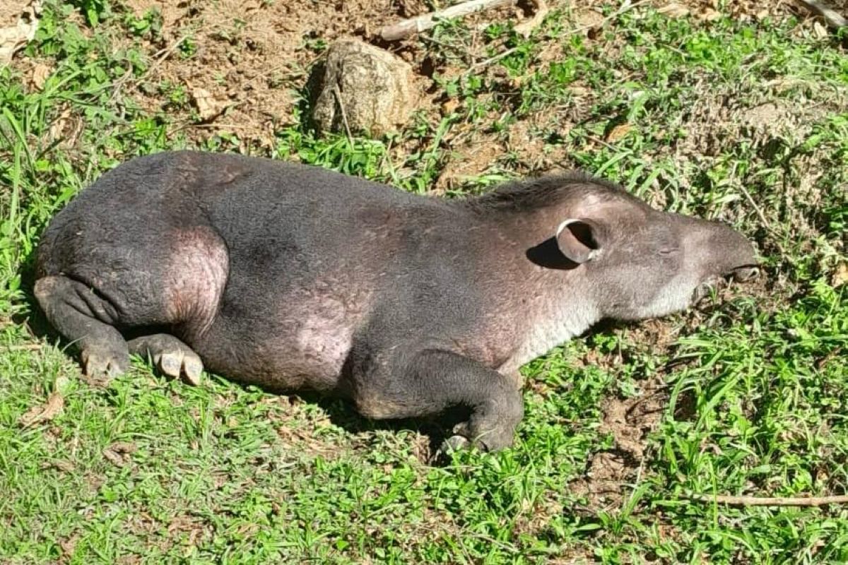 Anta "Neymar" morre após tentativa de caça ilegal no interior de SP