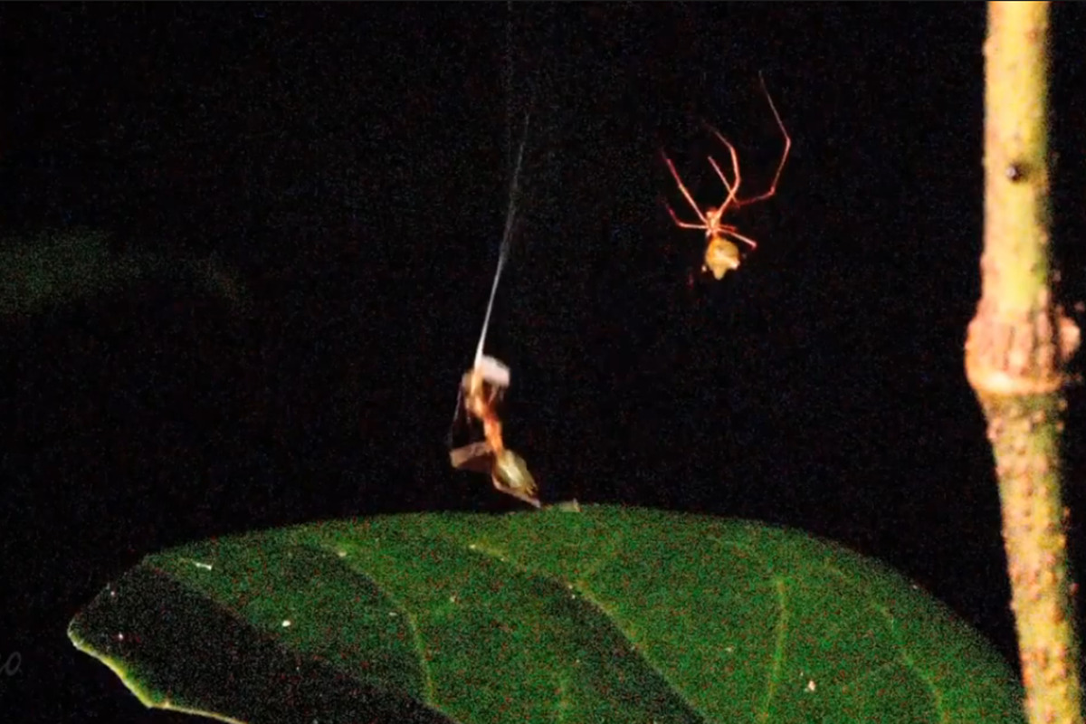 Imagrem colorida mostra aranha caçando formiga - Metrópoles