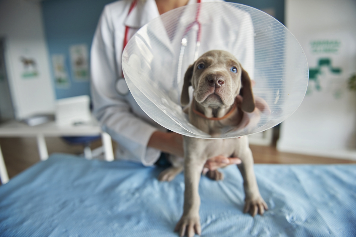 Foto colorida de cachorro no veterinário