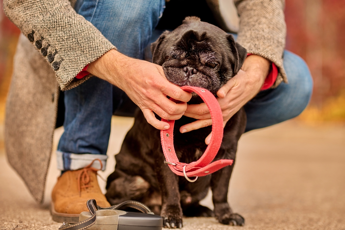 Foto colorida de tutor colocando coleira vermelha em cachorro