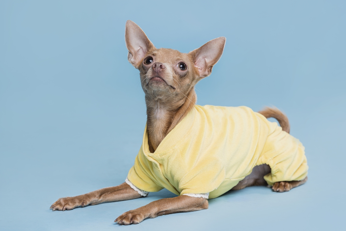 Estudo explica o que leva cães a montar na perna de pessoas e objetos