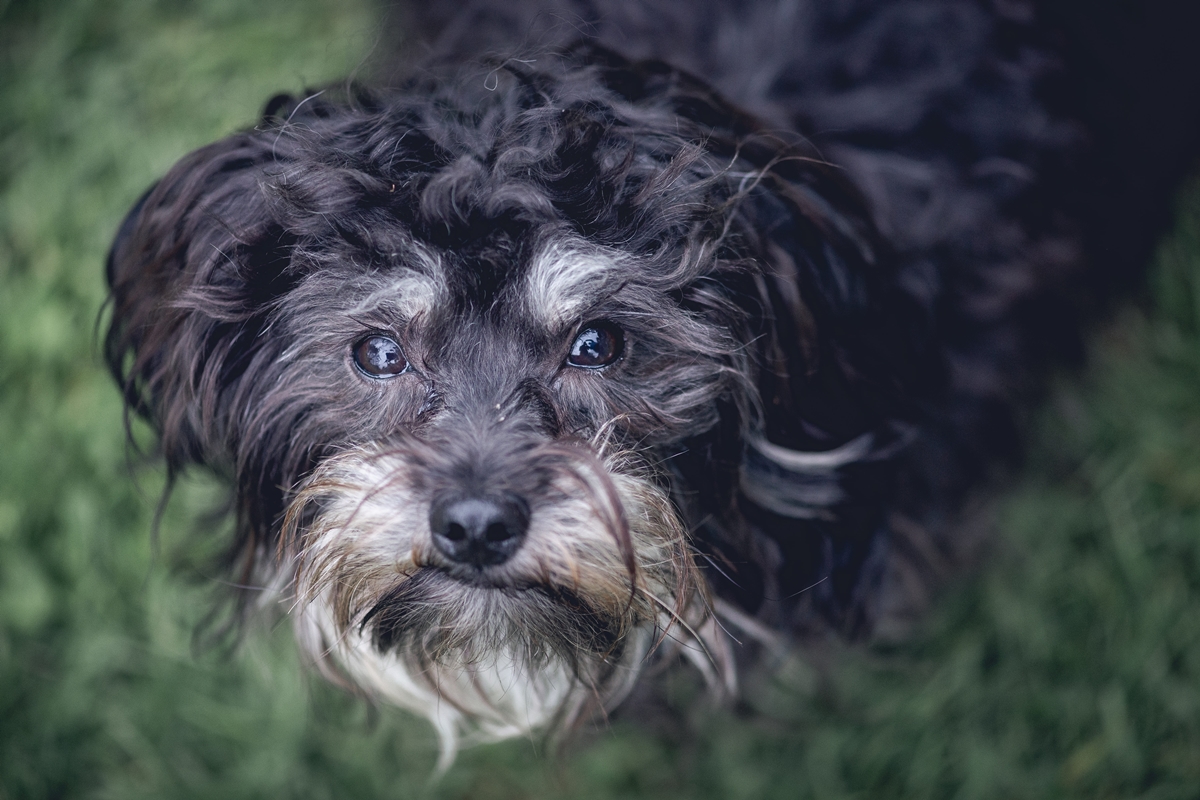 Cadela idosa é abandonada por família, mas abrigo salva a vida da pet 7 Cachorro idoso com semblante fofo