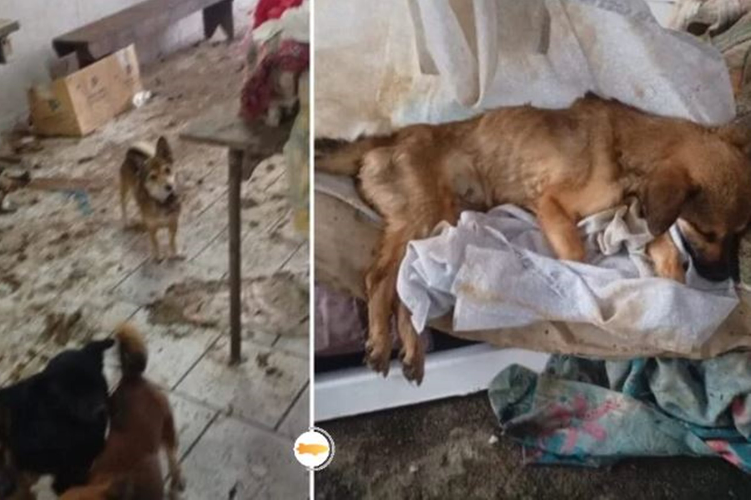 Cadeirante abandonada é encontrada em casa com fezes e urina de pets