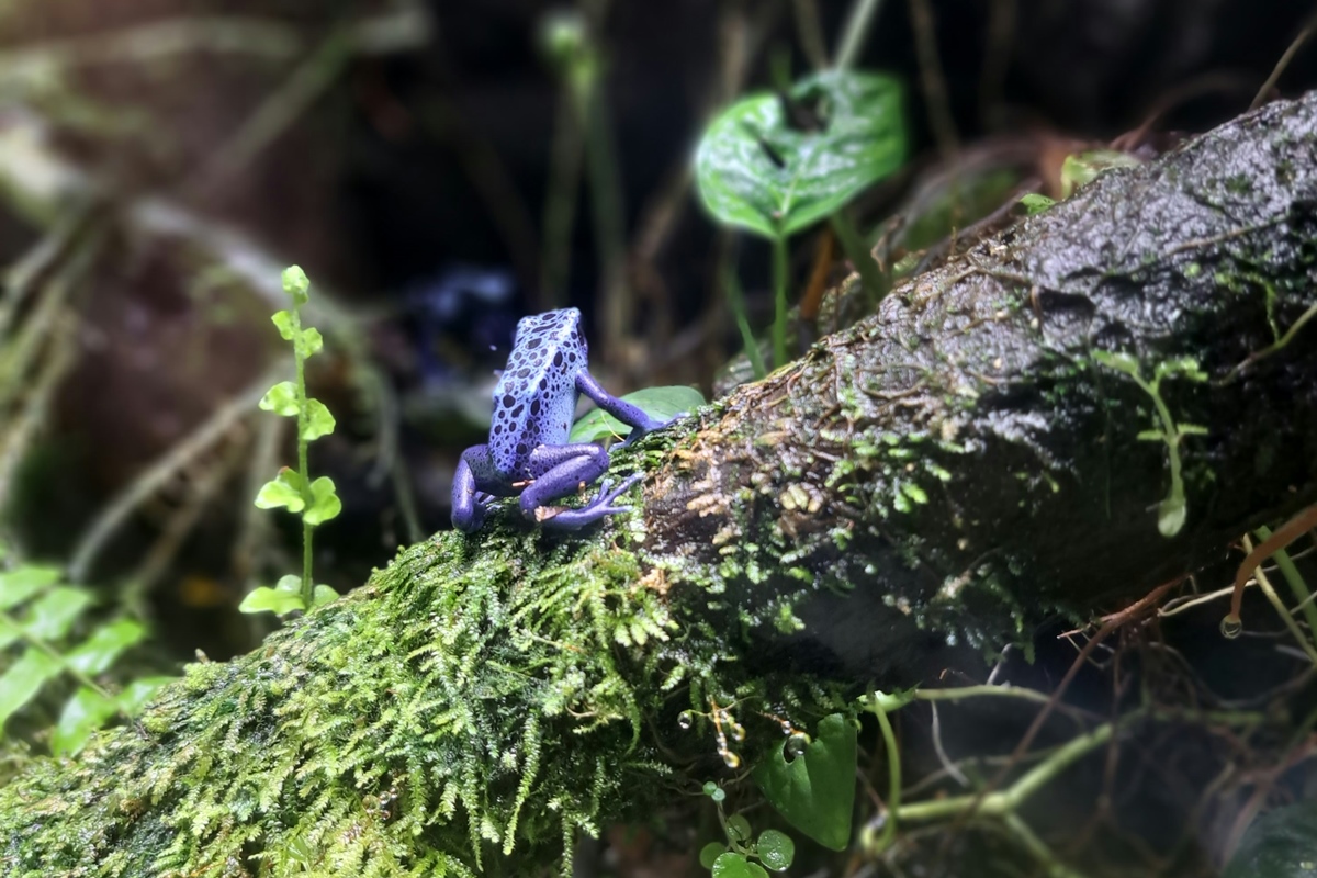Foto colorida com zoom de um sapo de cor azul vibrante, fotografado em mata aberta - Metrópoles.