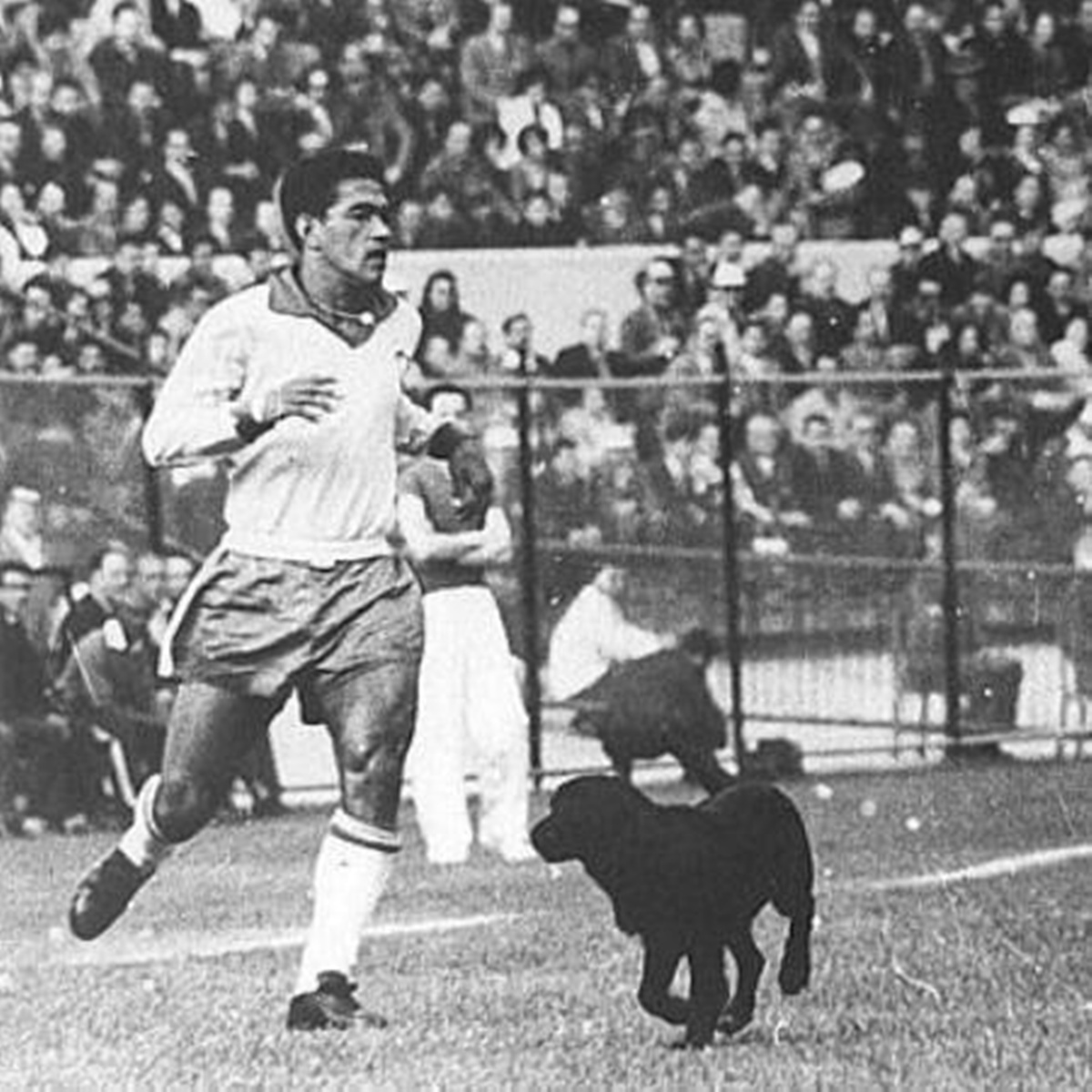 Garrincha e o cachorro Bi durante a Copa do Mundo de 1962