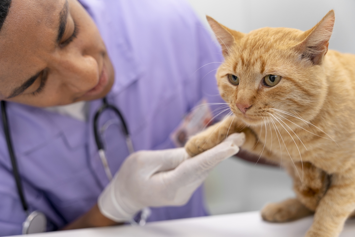 Gato Laranja sendo examinado por médica veterinária