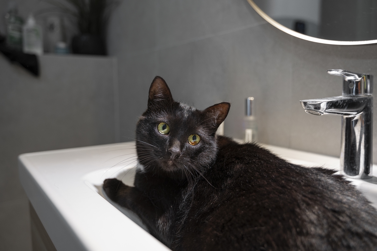 Foto colorida de gato preto na pia