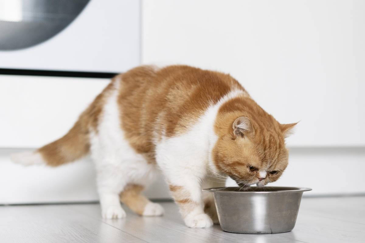 Gato branco e laranja bebendo água