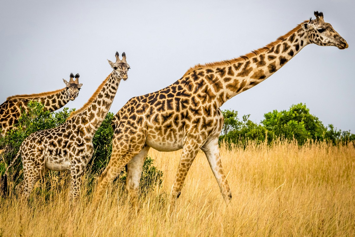 Imagem colorida de girafas