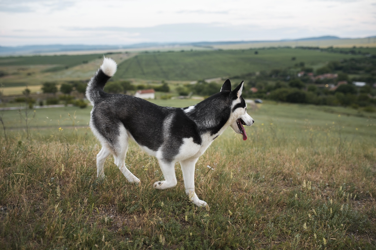 Imagem colorida de Husky em área verde