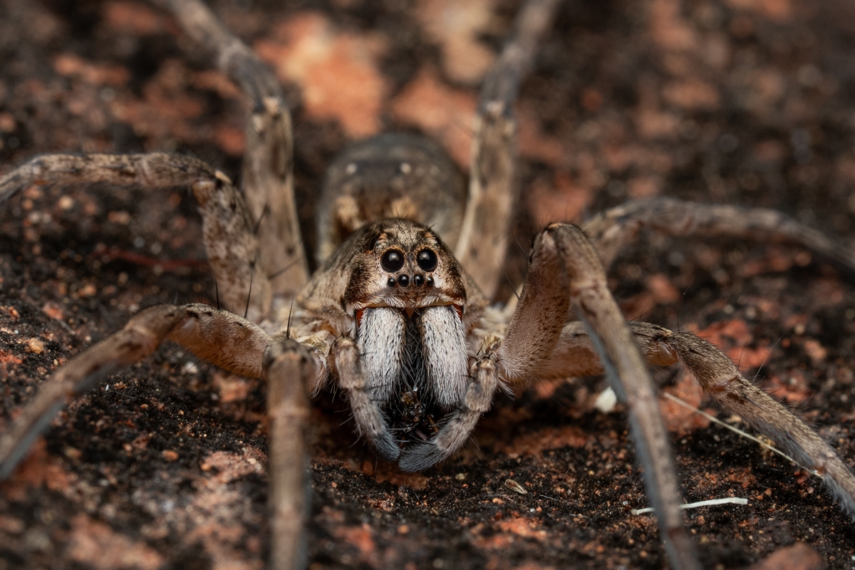 Aranha-lobo não é perigosa: espécie elimina baratas e mosquitos