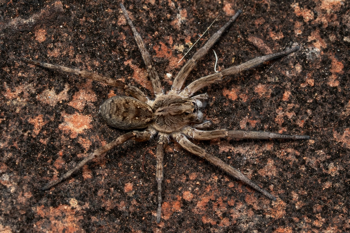Aranha-Lobo em ambiente natural
