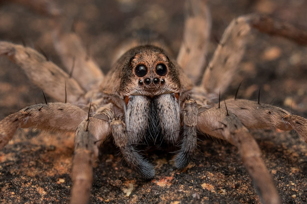 Close up em uma aranha-lobo