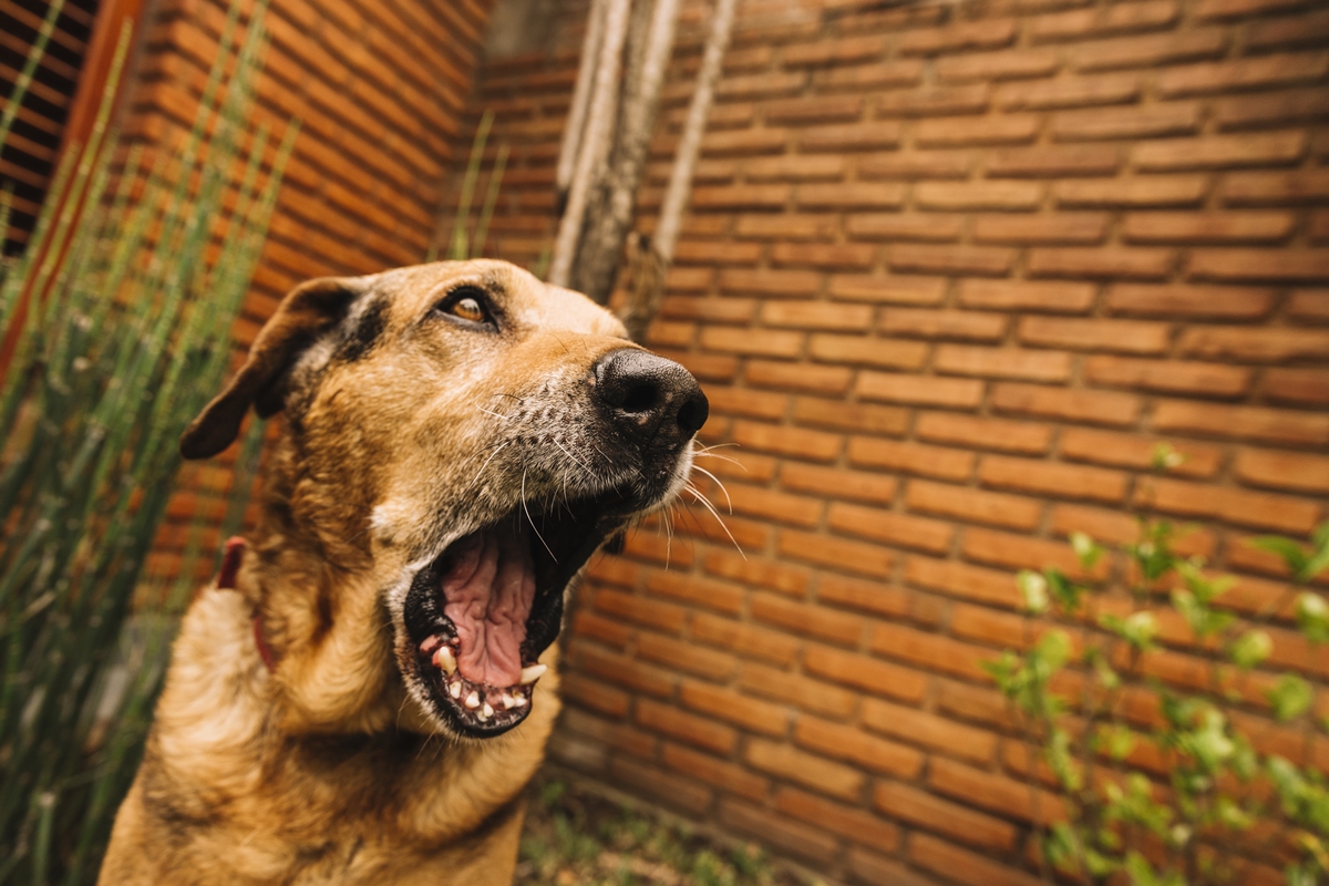 Cachorro marrom latindo