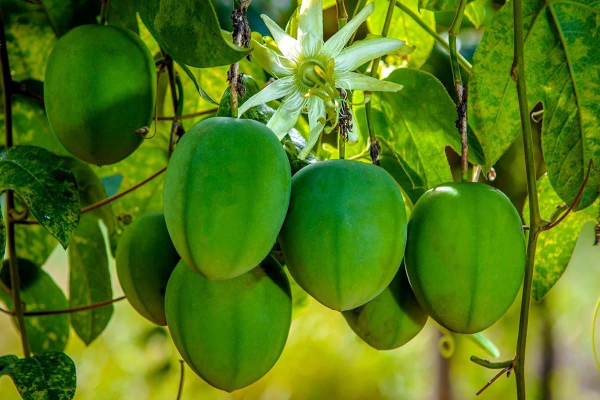 Maracujá do sono: Embrapa desenvolve fruta que aumenta o bem estar