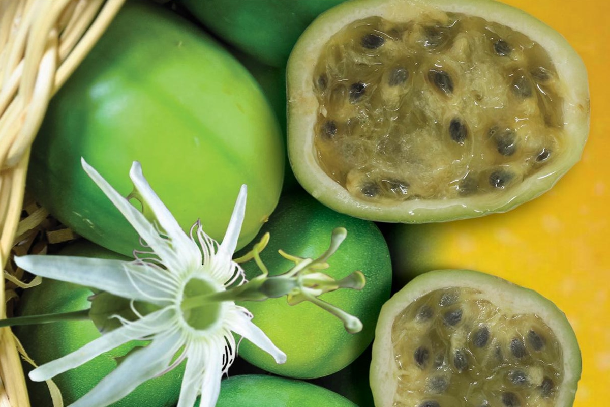 Foto colorida de frutas redondas e verdes, chamada de maracujá do sono - Metrópoles.
