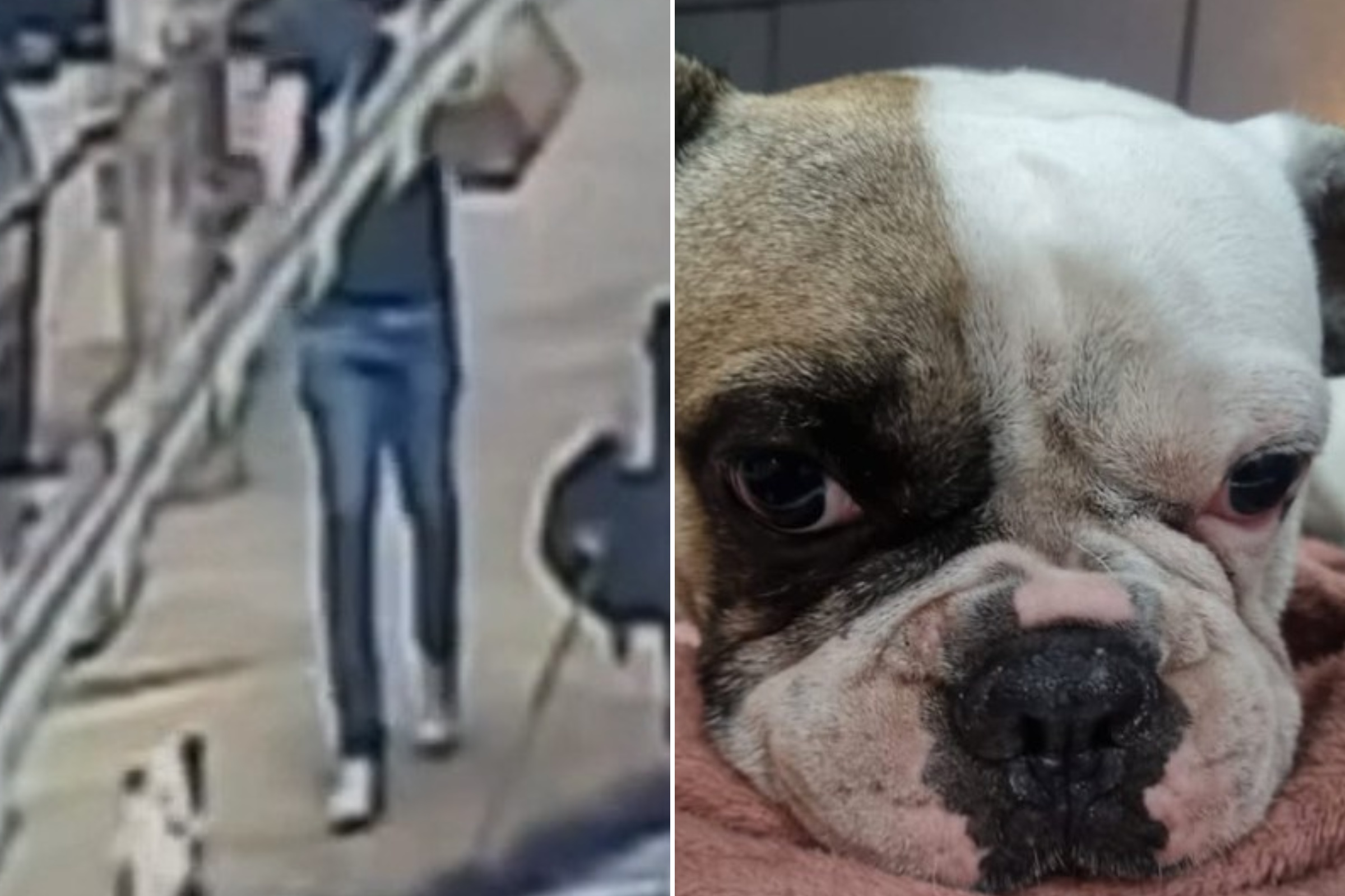 Homem atira em cachorro na rua em BH