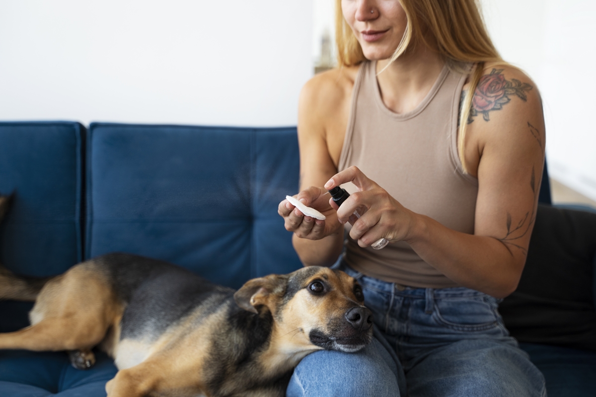 Cachorro sendo medicado em casa