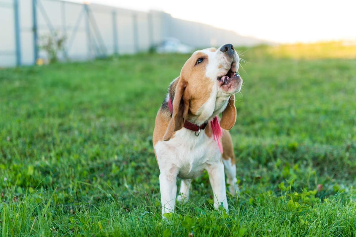 Imagem colorida de Beagle latindo