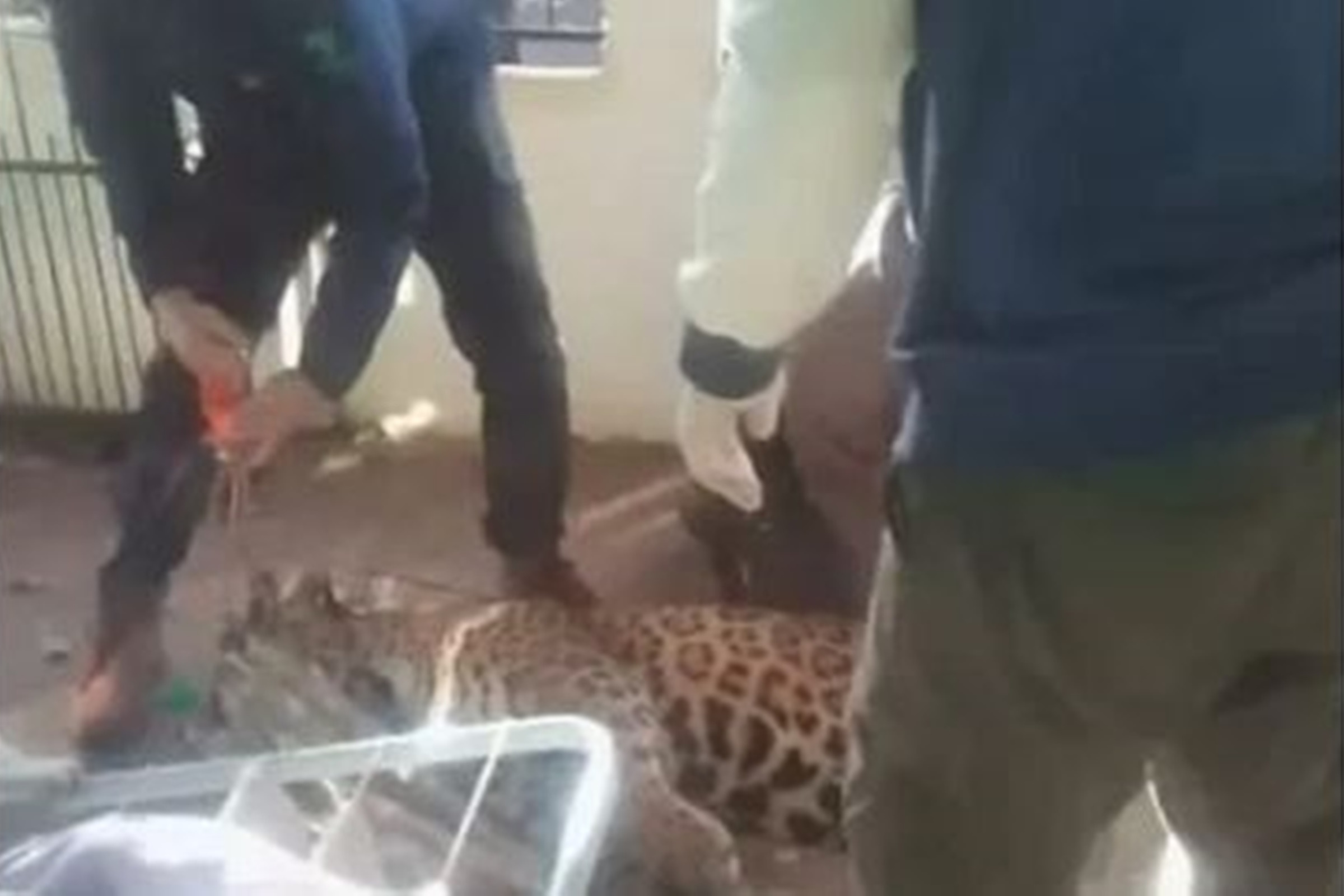 Homem flagra onça embaixo de lençóis em Foz do Iguaçu