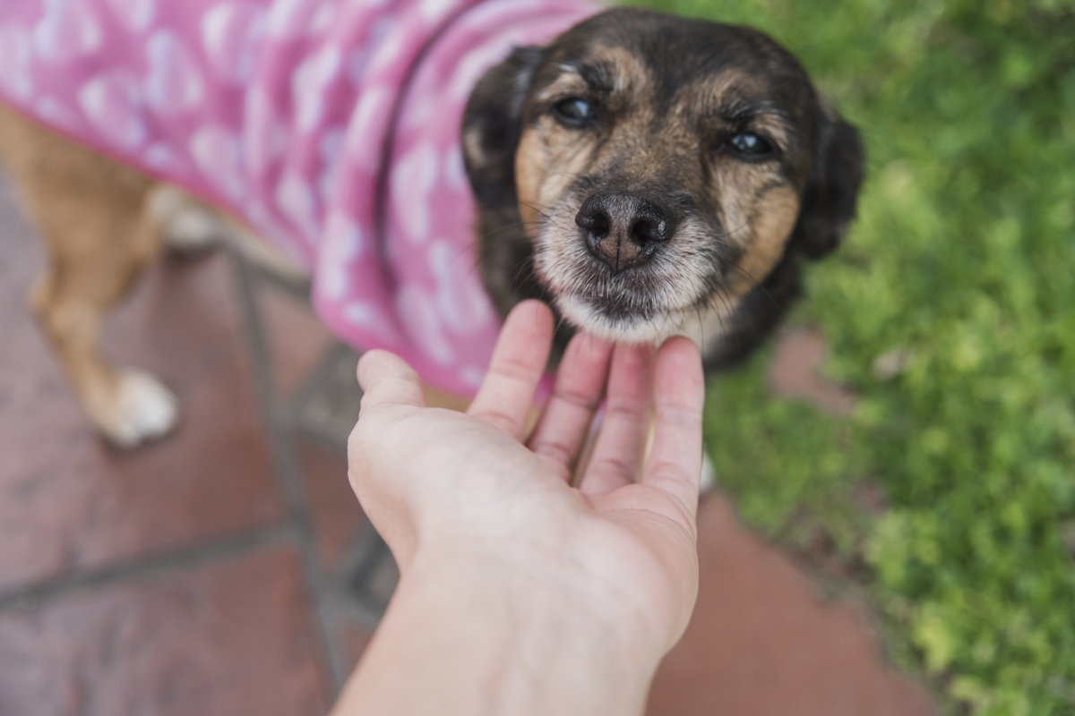 Imagem colorida de cachorro preto com roupa rosa