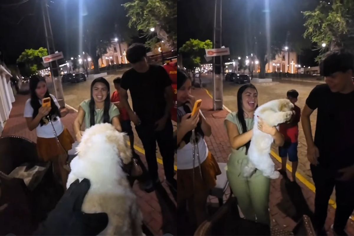 Cão Shih Tzu é resgatado após ficar preso em cerca elétrica no Ceará