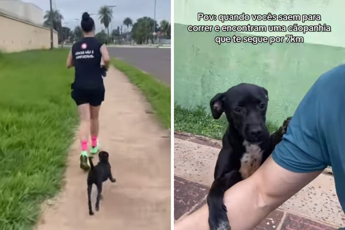 Vira-lata segue casal por 7 km durante corrida e acaba sendo adotada
