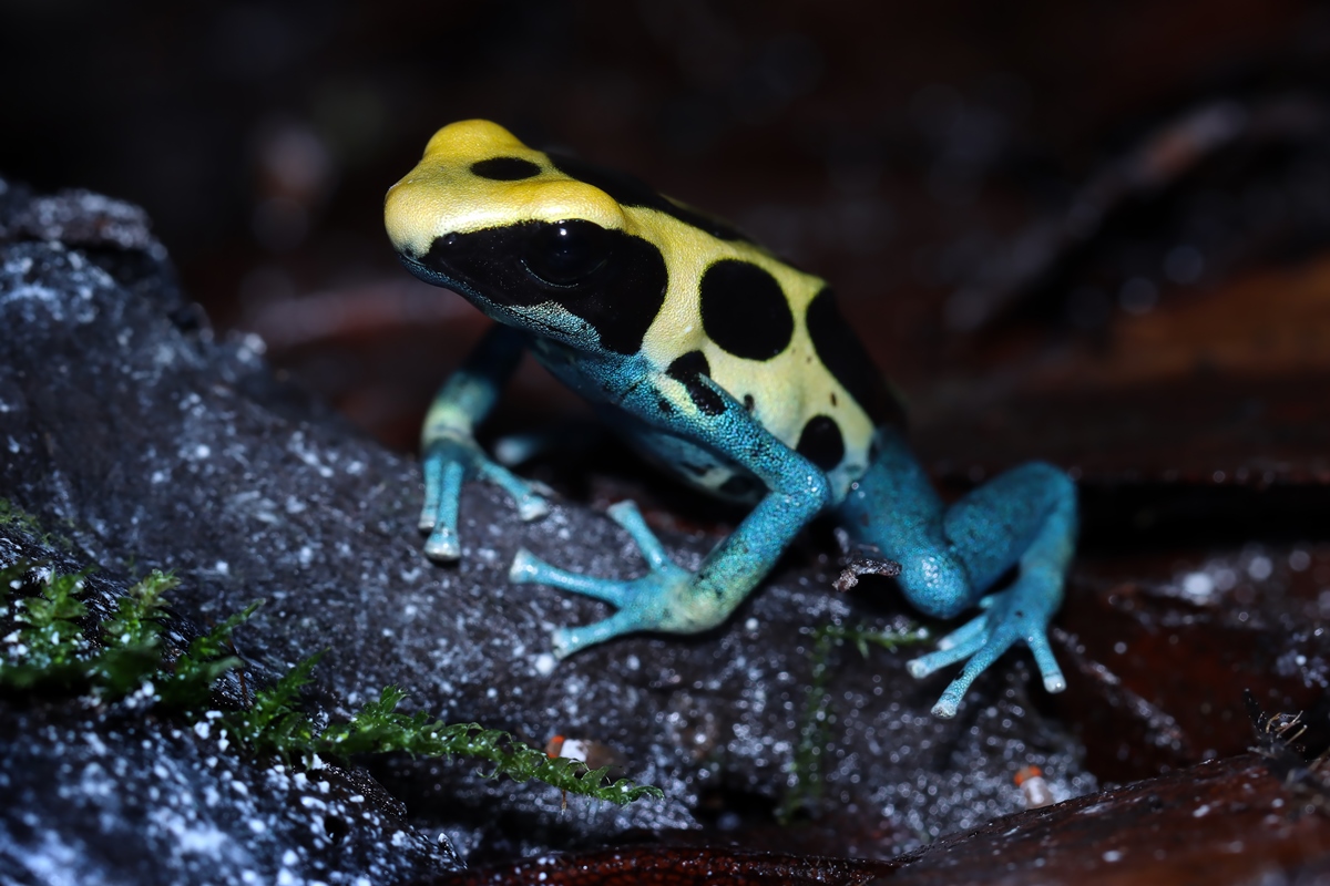 Foto colorida com zoom de um sapo de cor azul vibrante, fotografado em mata aberta - Metrópoles.