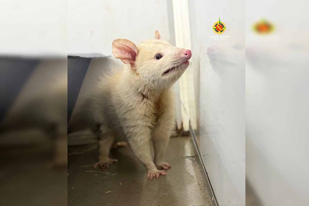 Raro, Saruê albino é resgatado dando rolê em shopping no DF