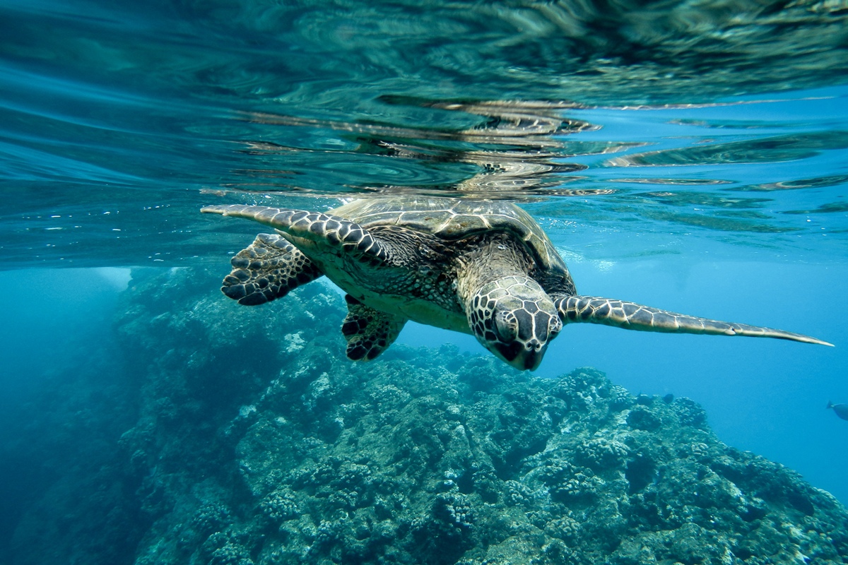 Tartarugas marinhas usam campo magnético, mas podem se perder no mar
