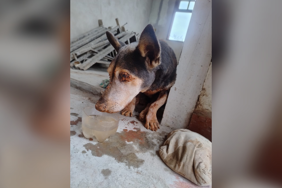 Bombeiros resgatam cachorro