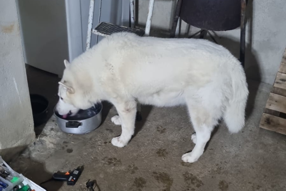 cão da raça husky siberiano fica preso em grade