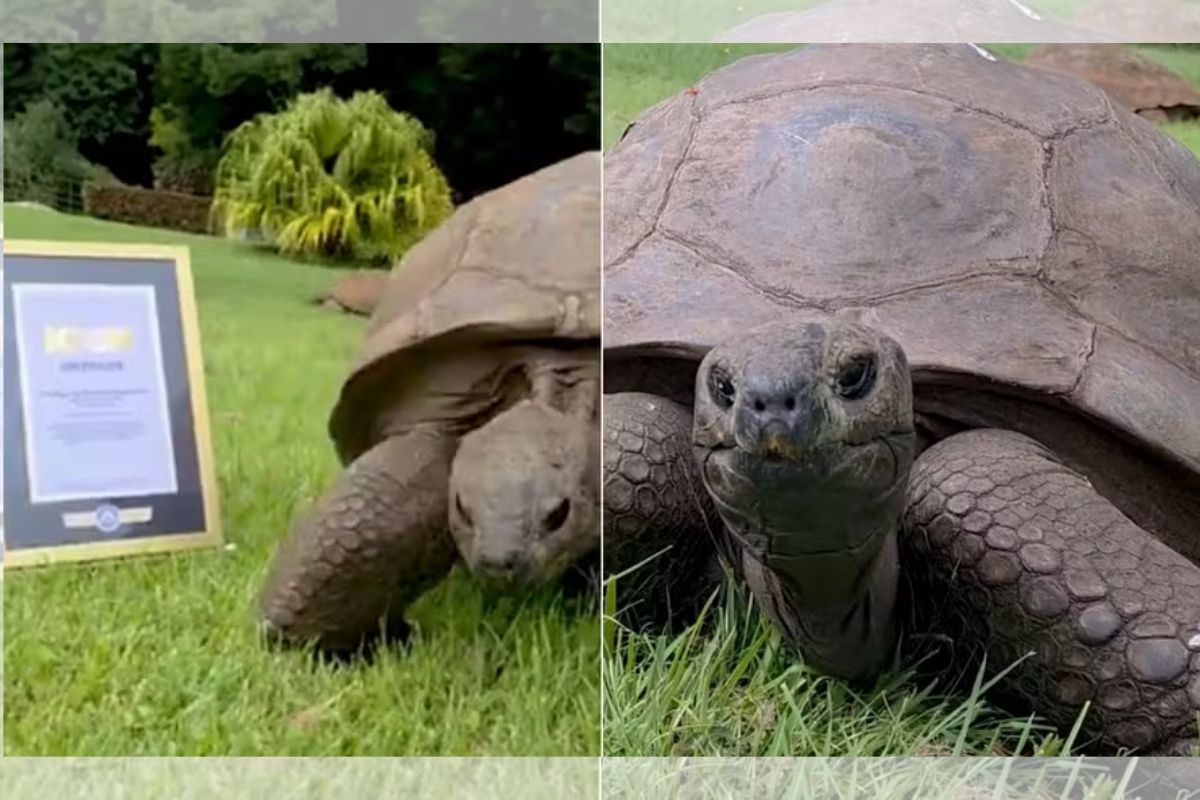 Guinness homenageia tartaruga de 194 anos, a mais velha do mundo