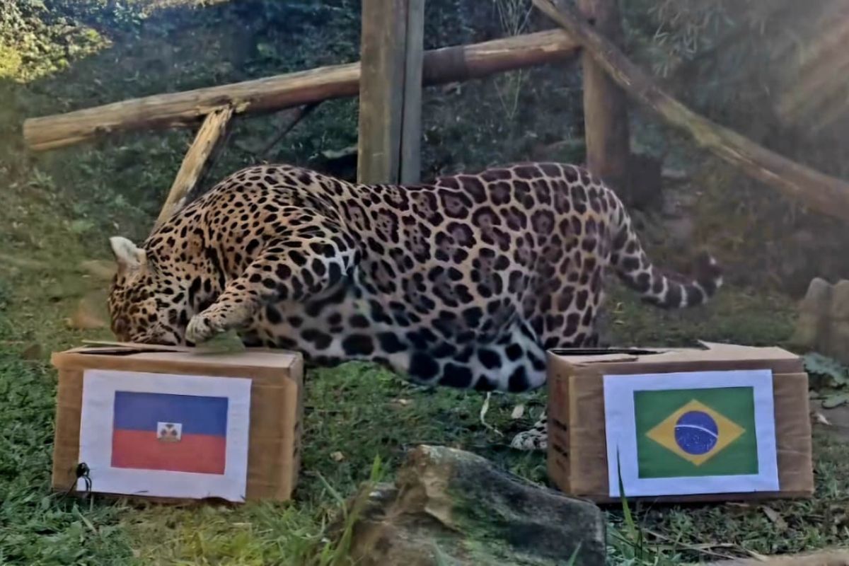 Onça vidente na Copa de 2022 prevê jogo duro do Brasil contra o Haiti