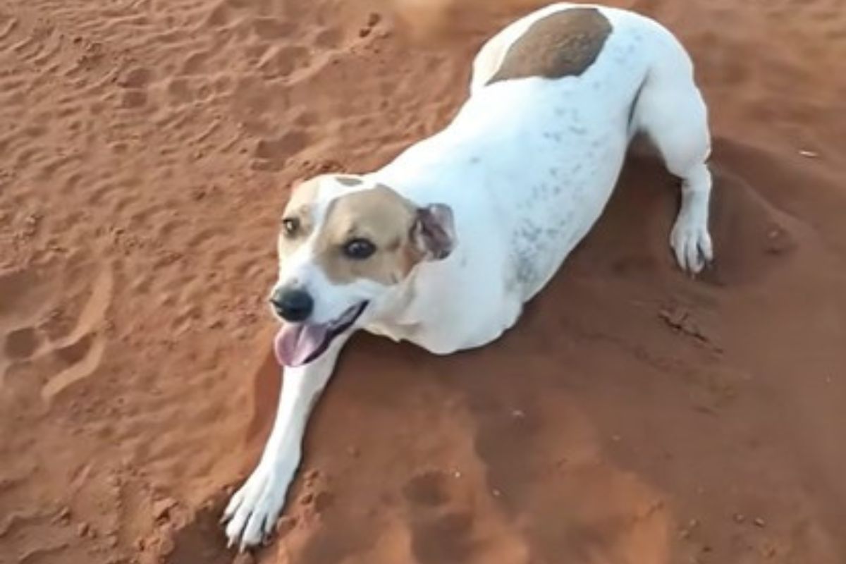 Cadela de três patas guia produtor até torre e salva filhotes da chuva