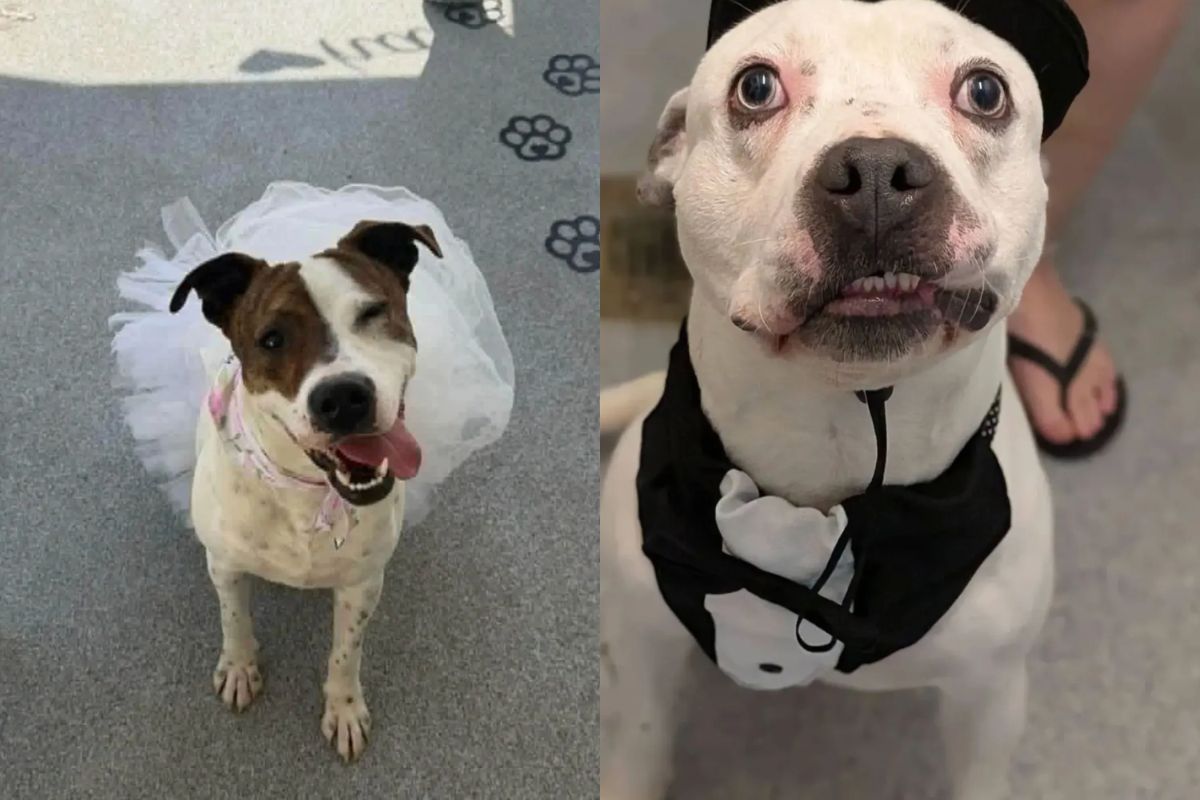 Cães sobem ao altar em cerimônia encantadora dentro de abrigo