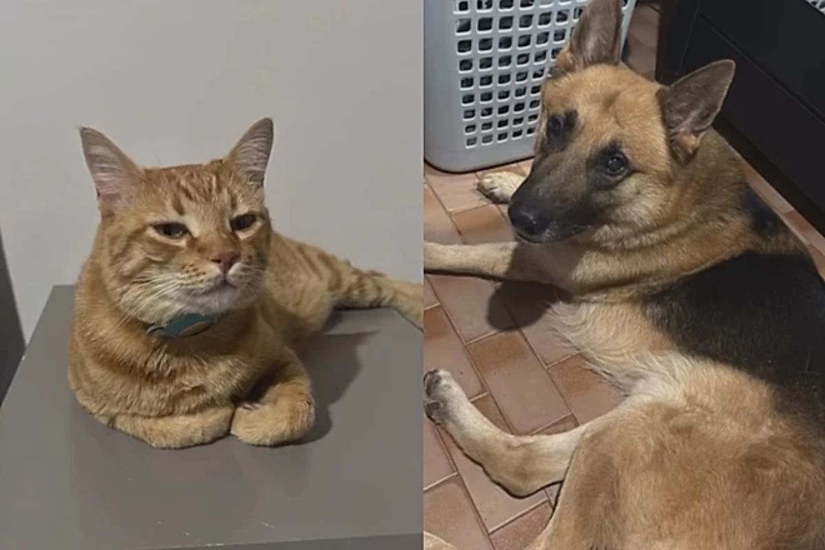“Pedi por alegria e recebi 6”: mulher adota cães encontrados em obra
