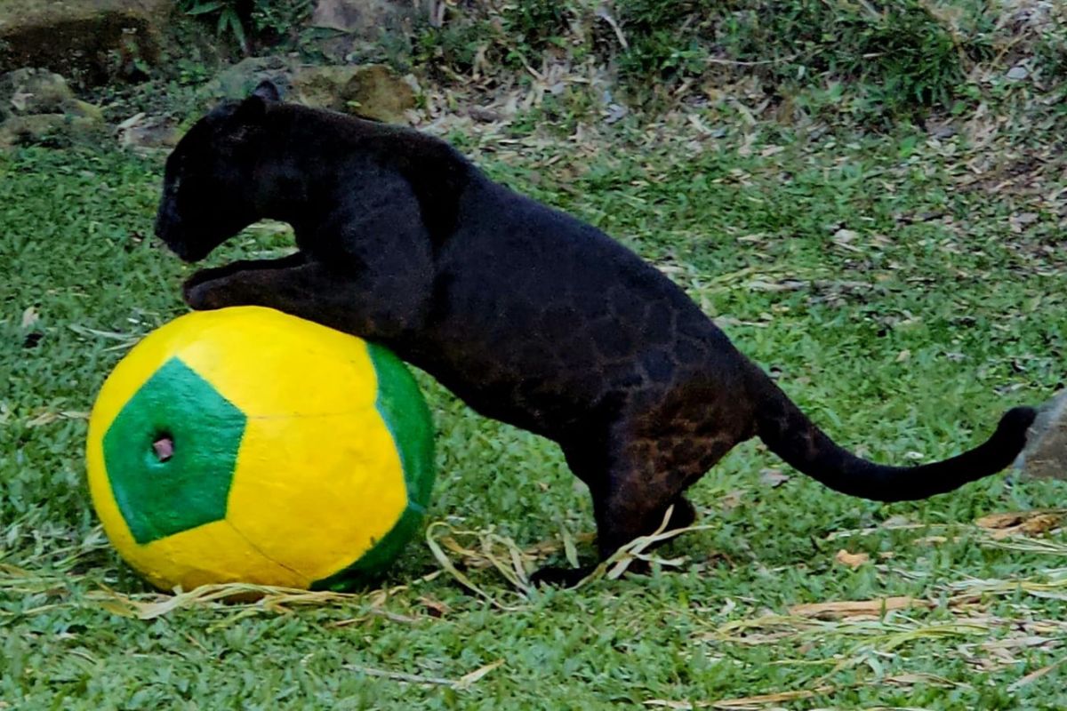 Onça vidente na Copa de 2022 prevê jogo duro do Brasil contra o Haiti