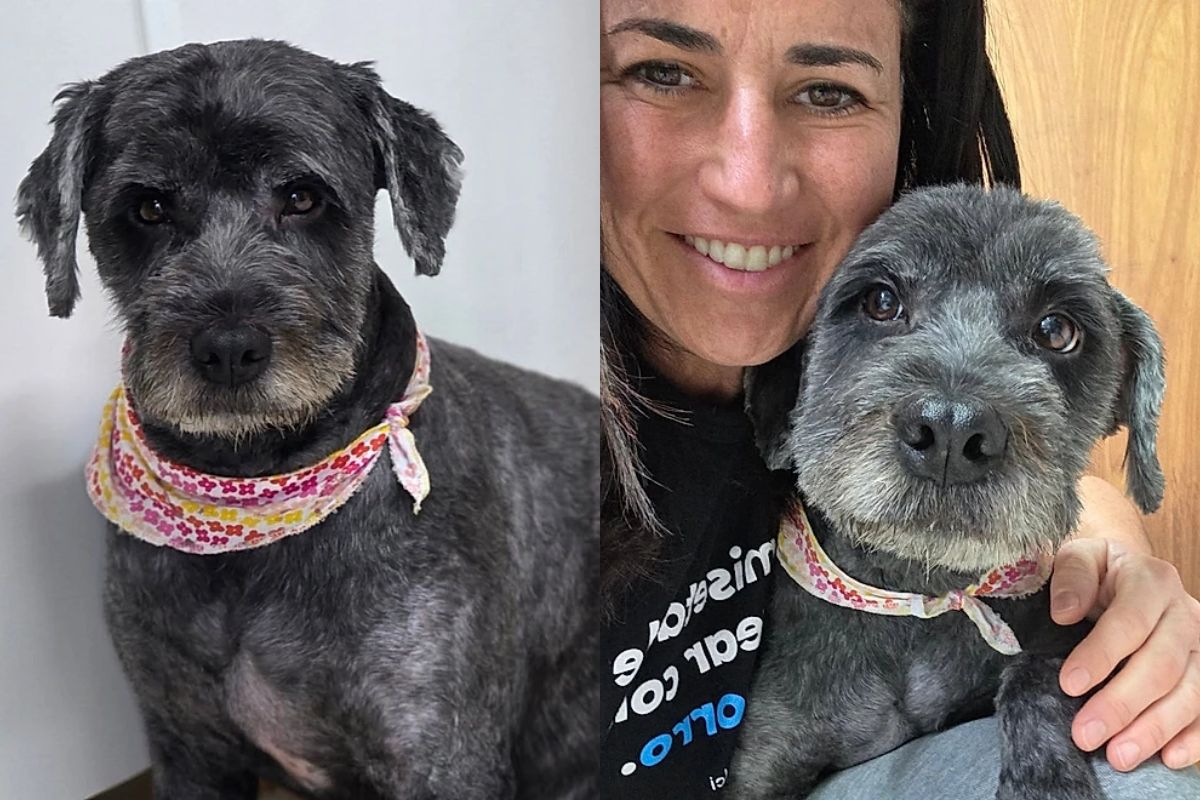 Força-tarefa remove 2 kg de pelos de cadela resgatada no RS