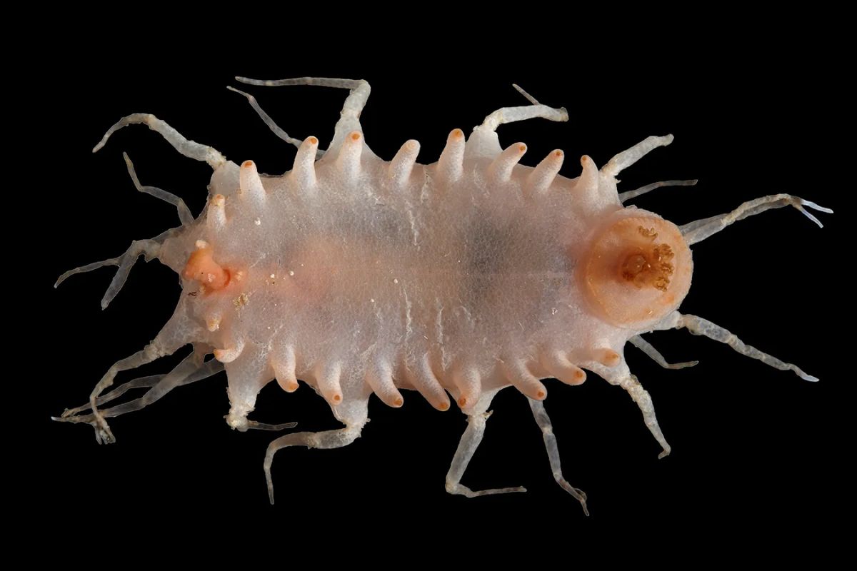Cientistas descobrem 149 novas espécies nas profundezas do oceano