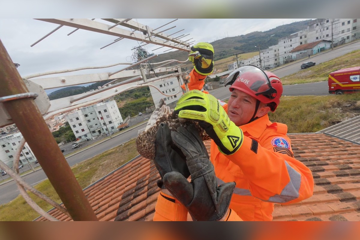 Uma coruja foi resgatada pelo Corpo de Bombeiros após ficar presa por uma linha com cerol em uma antena de televisão sobre o telhado de uma residência, no bairro Jardim Esperança, em Poços de Caldas