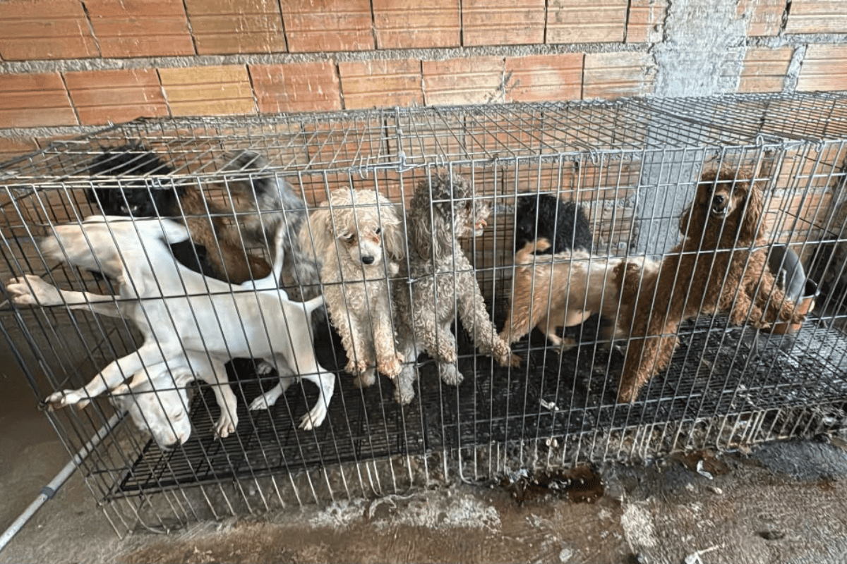 Mais de 60 animais são resgatados em situação de maus-tratos na zona sul