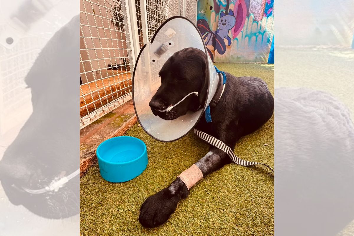 Cachorro em tratamento após envenenamento por Cica