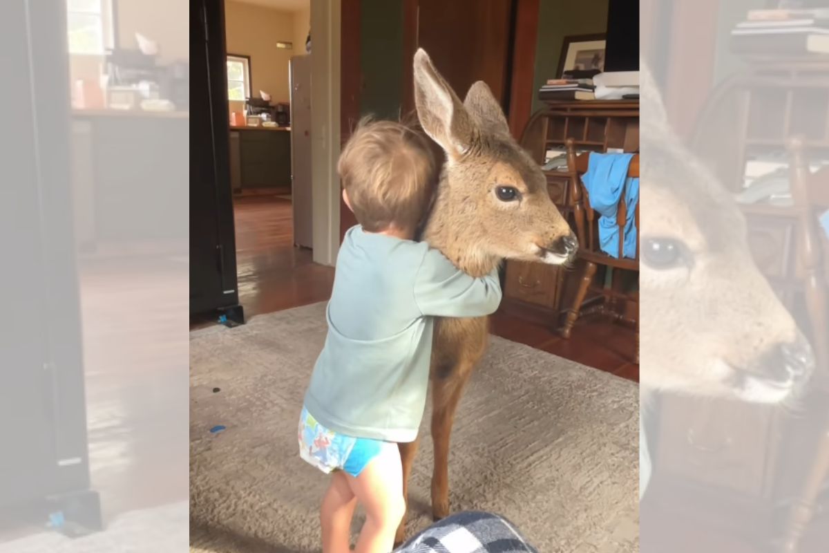 Amizade inusitada entre menino e cerva selvagem comove vizinhos