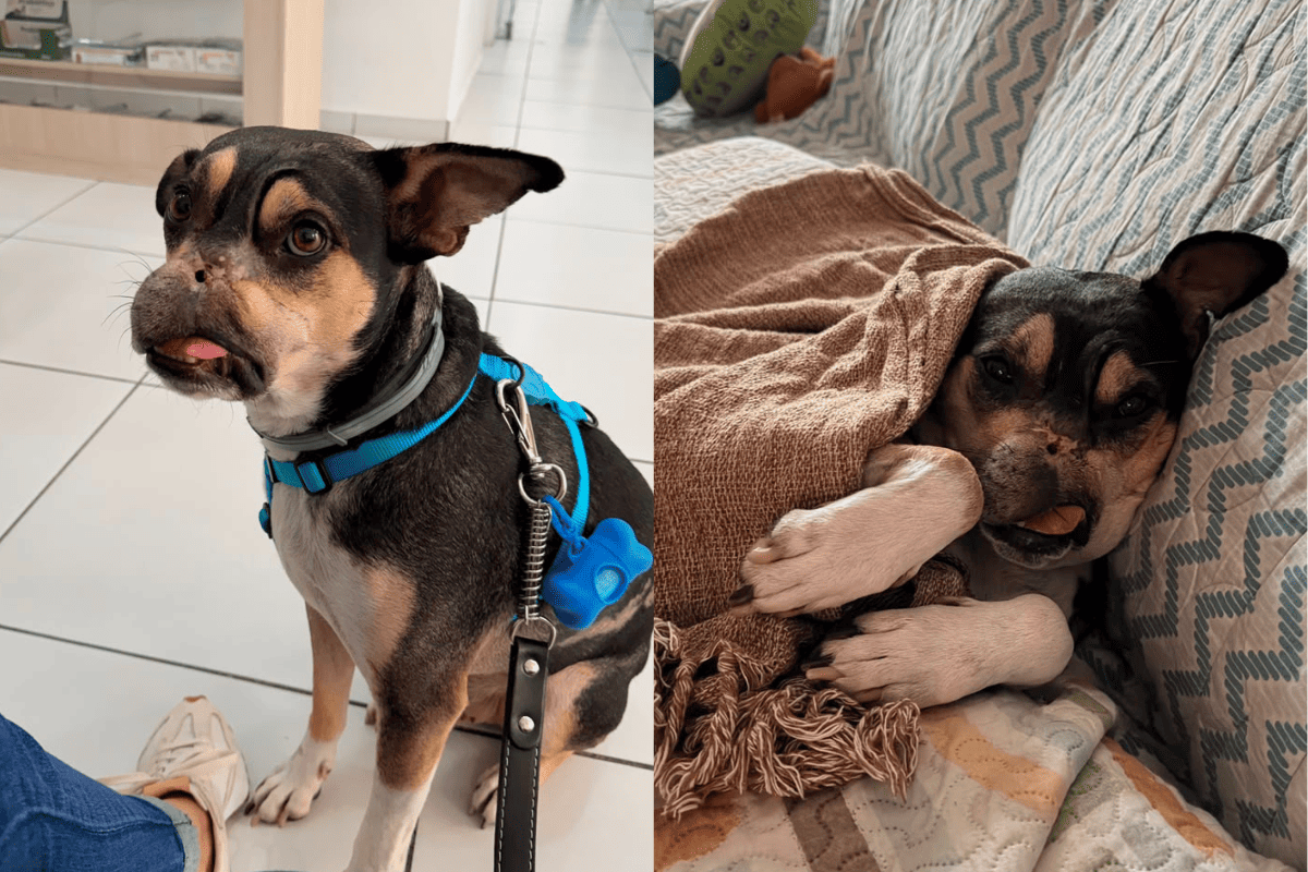 Cão Coragem: pet que sofreria eutanásia é resgatado e ganha nova vida