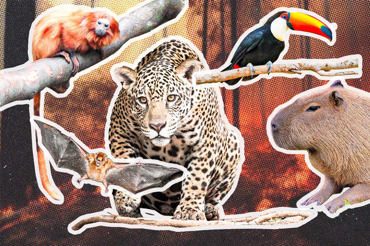 Clima Afeta Ciclos de Vida de Animais Silvestres